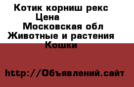 Котик корниш рекс › Цена ­ 5 000 - Московская обл. Животные и растения » Кошки   